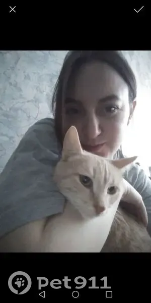 Пропала кошка, улица Танцорова, 45, Пермь — хвостик наполовину отсутствует - photo