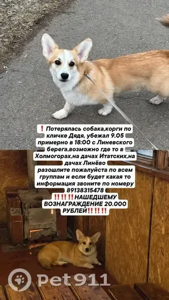 Пропала собака, 04Н-942, Горячегорск — бело-рыжий корги, бежевый ошейник - photo
