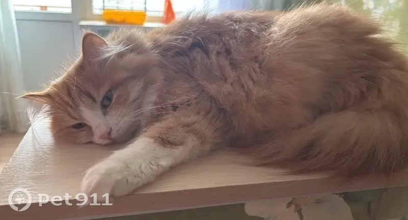 Пропала кошка, улица 1 Мая, 71/99, Боровичи — рыжая, 2 года, серо-зеленые глаза - photo