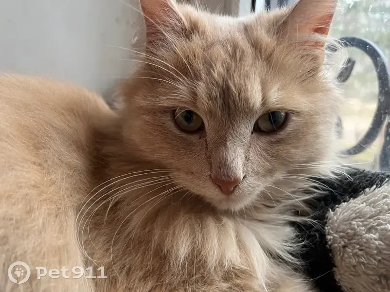 Пропала кошка, улица Фрунзе, 3, Боровичи — ошейник прозрачный синий с сердечками, светящийся - photo