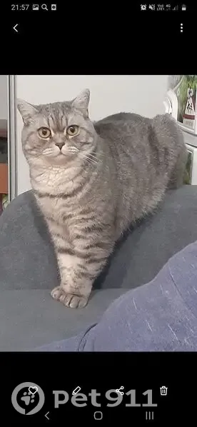 Пропала кошка, Бахта, Кировская область — домашняя, ушла из сада - photo