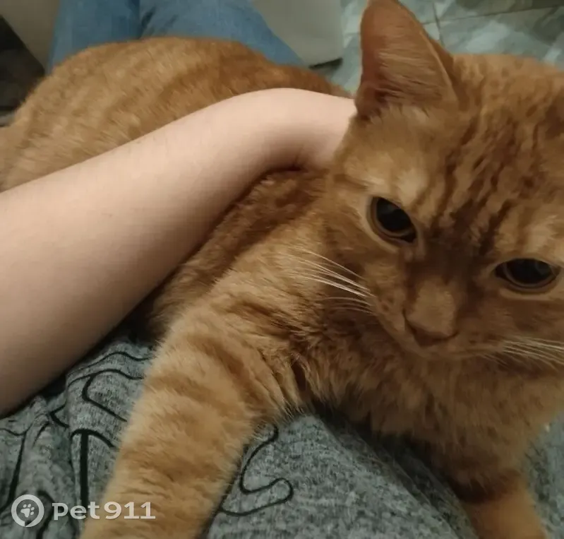 Найдена кошка, Берёзовский, Свердловская область — кот ухоженный, есть клеймо на ухе МЖ 1562 - photo