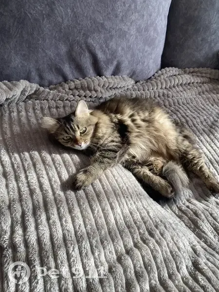 Пропала кошка, проспект Патриотов, 50В, Воронеж - photo