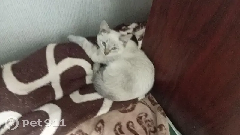 Пропала кошка, улица Маяковского, 13, Елабуга — голубые глаза, почти чёрный хвост, серый окрас - photo