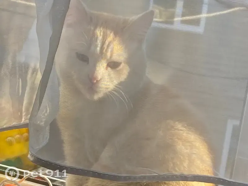 Пропала кошка, Пролетарская площадь, 1, Городец — котёнок может пугаться, бежевый ошейник - photo