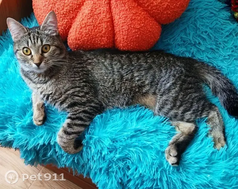 Пропала кошка, улица Кутузова, 9, Смоленск — отзывается на имя Вася - photo