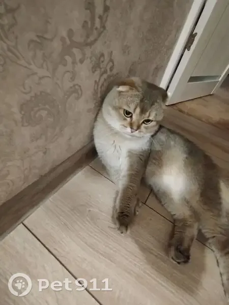 Пропала кошка, Лесной переулок, 22, Ильский — шотландский вислоухий - photo
