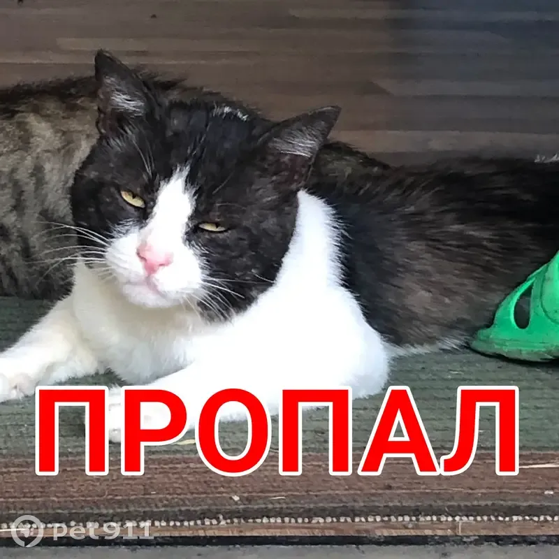 Пропала кошка, Революционная улица, Гиагинская — крупная, жёлтые глаза, розовый нос - photo