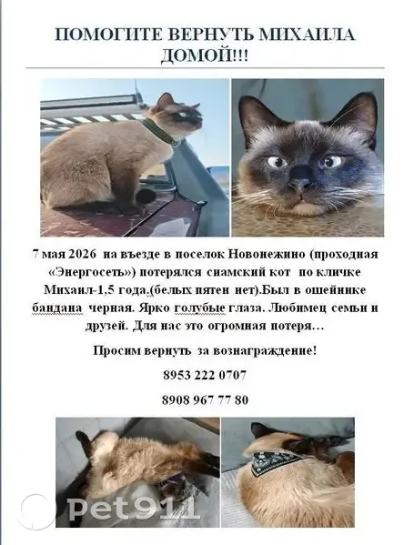 Пропала кошка, улица Авиаторов, Новонежино, Смоляниново — сиамский кот, голубые глаза, был в ошейнике-банданне - photo