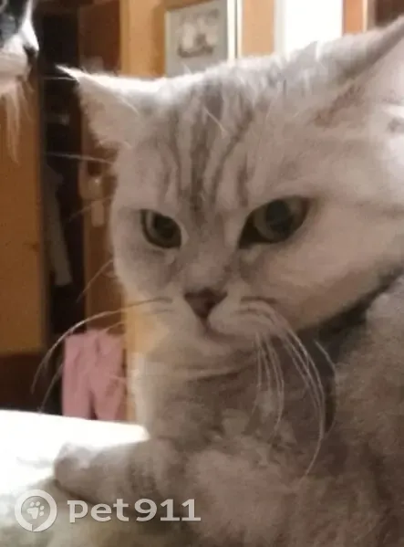 Пропала кошка, Первомайская улица, 5, Октябрьский — очень пугливая, серенькая спинка с полосками - photo
