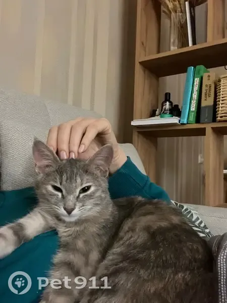 Пропала кошка, улица Королёва, 19, Обнинск — серая кошечка в розовой шлейке - photo