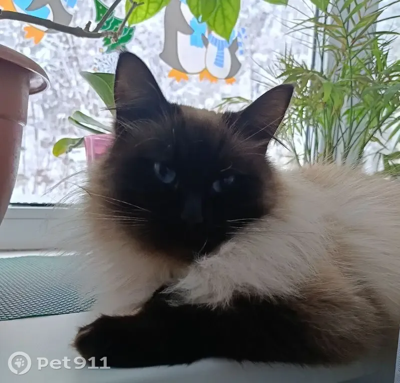 Пропала кошка, улица Спиридонова, 33, Надвоицы — сиамский, выпал с балкона, боится людей - photo