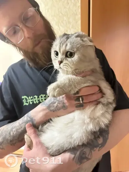Найдена кошка, Гатчинская улица, 20, Пермь — котик жил на 7 этаже минимум 3 дня - photo