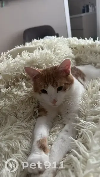 Пропала кошка, 3-я Заповедная улица, Казань — кот рыжик, 1 год - photo