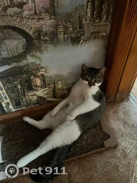 Пропала кошка, улица Косарева, 21, Саранск — по кличке Маргоша - photo