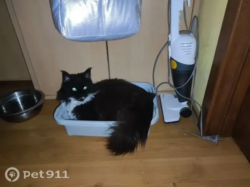 Пропала кошка, Каширское шоссе, 13, Ситне-Щелканово — мейн-кун, очень пушистая, кисточки на ушах - photo