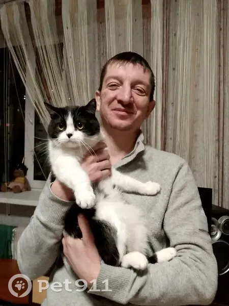 Пропала кошка, улица Левашова, 27, Раменское — чёрно-белая, с салатовым ошейником, домашняя - photo