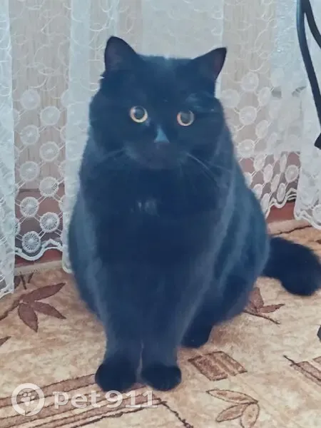 Пропала кошка, Тарасовское сельское поселение, Тарасовское — чёрная, хвост чуть короче обычного - photo