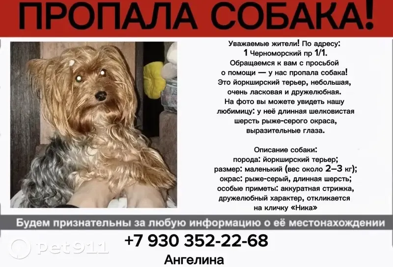 Пропала собака, 1-й Черноморский проезд, 1, Краснодар — девочка йоркширский терьер, метка на животике - photo