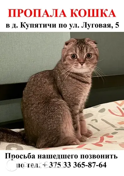 Пропала кошка, д.Купятичи, ул. Луговая, 5, Зеленоград — испугалась собаку - photo