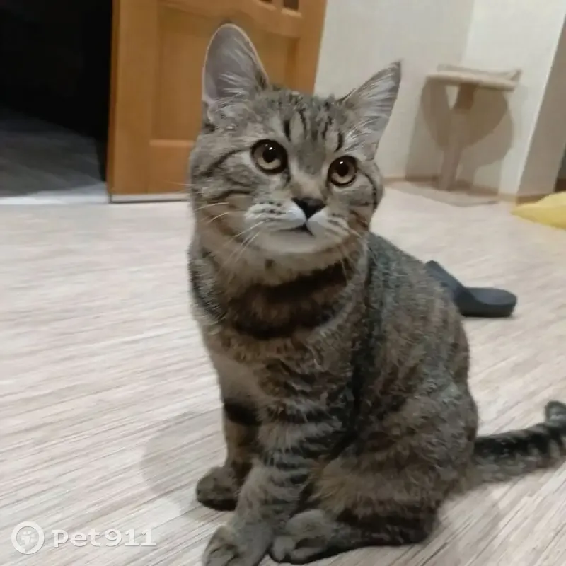 Пропала кошка, Куюргазинская улица, 2, Кумертау — кот Вася, примерно год - photo