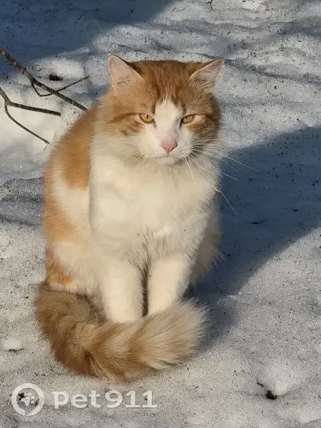 Пропала кошка, Некрасовский, Московская область — рыжая с белыми пятнами, в сером ошейнике от блох - photo