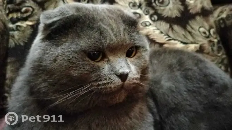 Пропала кошка, улица Космонавта Беляева, 59, Пермь — дымчатый серый кот, больная передняя лапа - photo