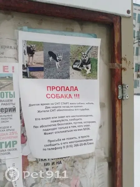 Пропала собака, Чехов — пугливый, подходит только к знакомым - photo