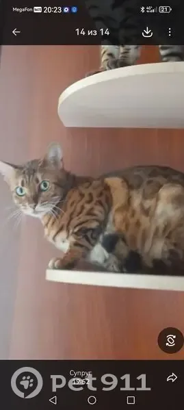 Пропала кошка, Гвардейская улица, 23, Рубцовск — усы белые, подбородок белый - photo