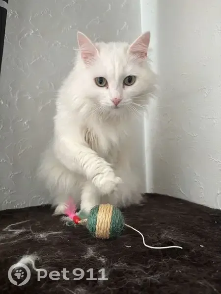 Найдена кошка, Завьяловский район, Удмуртия — молодая, ласковая, ходит в лоток - photo