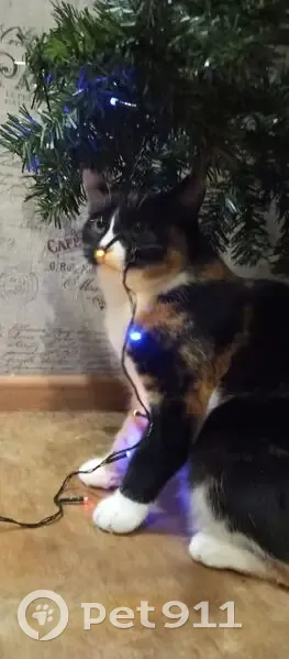 Пропала кошка, Полянский проезд, 4, Кострома — шерсть чуть короче на левом боку - photo