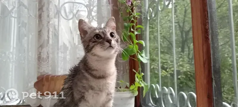 Пропала кошка, Конохово, Ивановская область — серого окраса, кличка Сима - photo