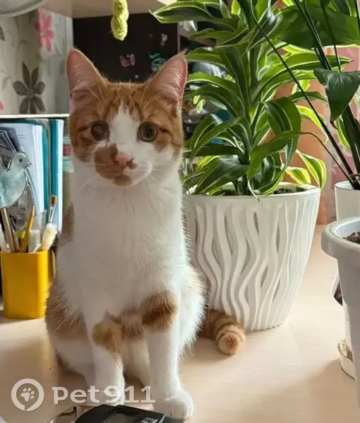 Пропала кошка, Кленовая улица, 1, Полазна — рыжая с белым, на глазу рыжее пятно - photo