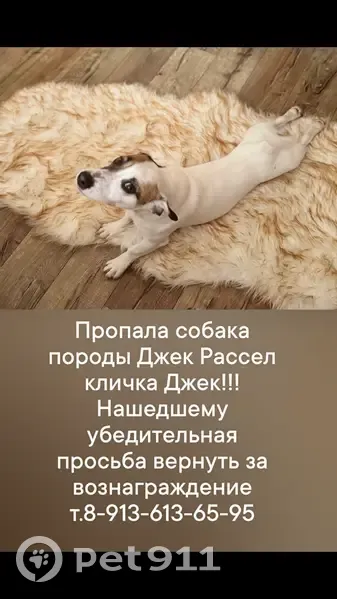 Пропала собака, Молодёжная улица, Таврическое - photo