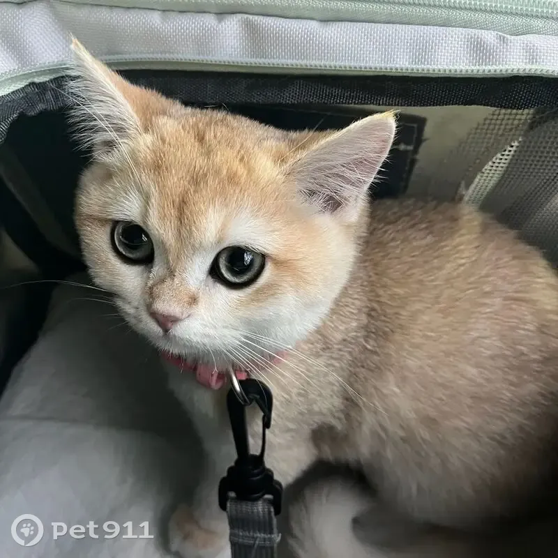 Пропала кошка, проспект Октября, 66/3, Уфа — британская короткошерстная, розовый ошейник со стразами - photo