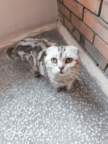 Найдена кошка, Зелёный переулок, 3, Вурнары — ласковая, тактильная - photo