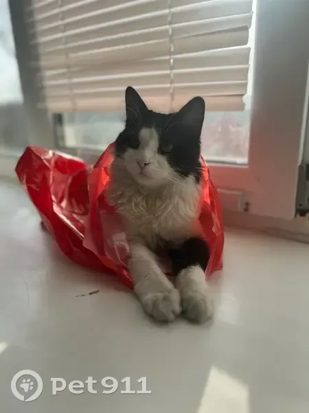 Пропала кошка, улица Урицкого, 4, Самара — чёрно-белая, откликается на Стёпу - photo