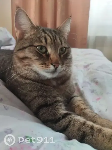 Пропала кошка, Загородная улица, 8, Арзамас — полосатая, на шее красный ошейник - photo