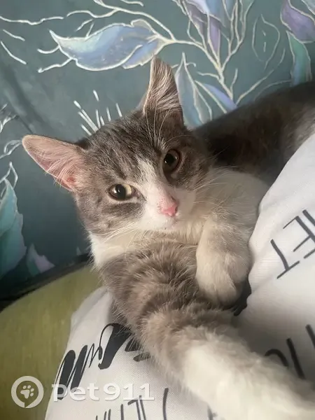 Пропала кошка, улица Мира, 3, Боровичи — серый с белым галстуком, упитанная - photo