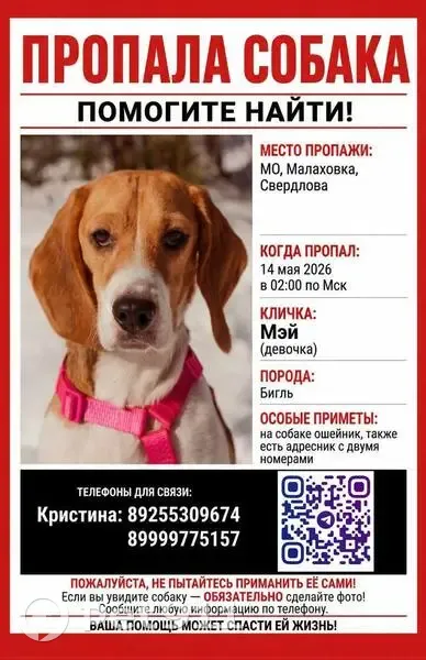 Пропала собака, улица Свердлова, 13, Малаховка — девочка бигль, трёхцветная, в оранжевом ошейнике - photo