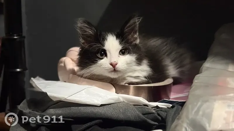 Пропала кошка, Сиреневый бульвар, 40 к1, Москва — тёмно-серая с белым, хвост сломан зиг-загом - photo