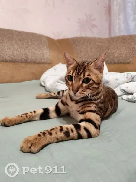 Пропала кошка, Центральная улица, 6, Осёнка — кот до года, очень ласковый - photo