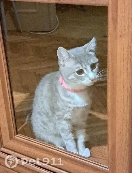 Пропала кошка, Пролетарская улица, 31, Шлиссельбургское городское поселение, Шлиссельбургское — нежно серая, чипирована - photo