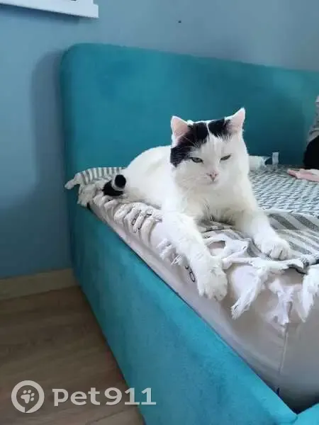 Пропала кошка, 7-я просека, 104, Самара — белый кот, хвост чёрный как будто припаян - photo