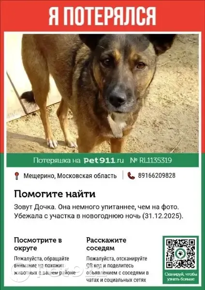 Пропала собака, Мещерино, Московская область — беспородная, короткошёрстная, ушки стоят, белое пятно на грудке - photo