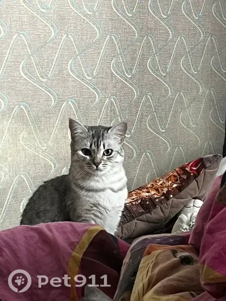 Пропала кошка, улица Серёгина, 30, Курск - photo