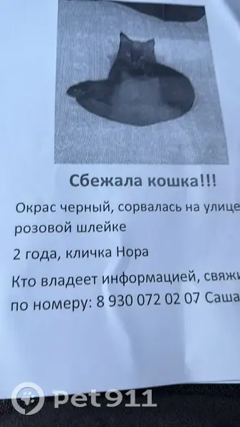Пропала кошка, улица 50 лет ВЛКСМ, Подольск — чёрная, в шлейке бледно-розового цвета - photo
