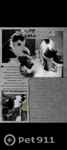 Пропала кошка, улица Румянцева, 19А, Иркутск — средний размер, около 4 лет - photo