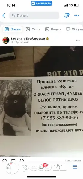 Пропала кошка, Лесная улица, 1, Жуковский - photo
