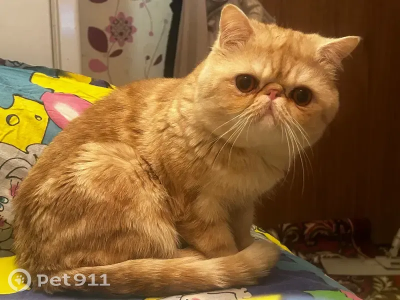 Пропала кошка, улица 1 Мая, 13, Николо-Павловское — ярко-рыжая, персидский экзот - photo